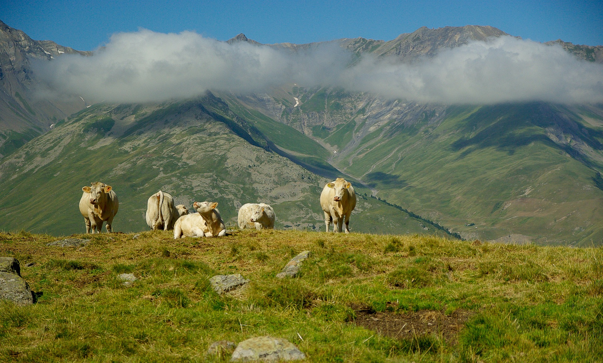 Cow's in the Valloire alps by jackmac34