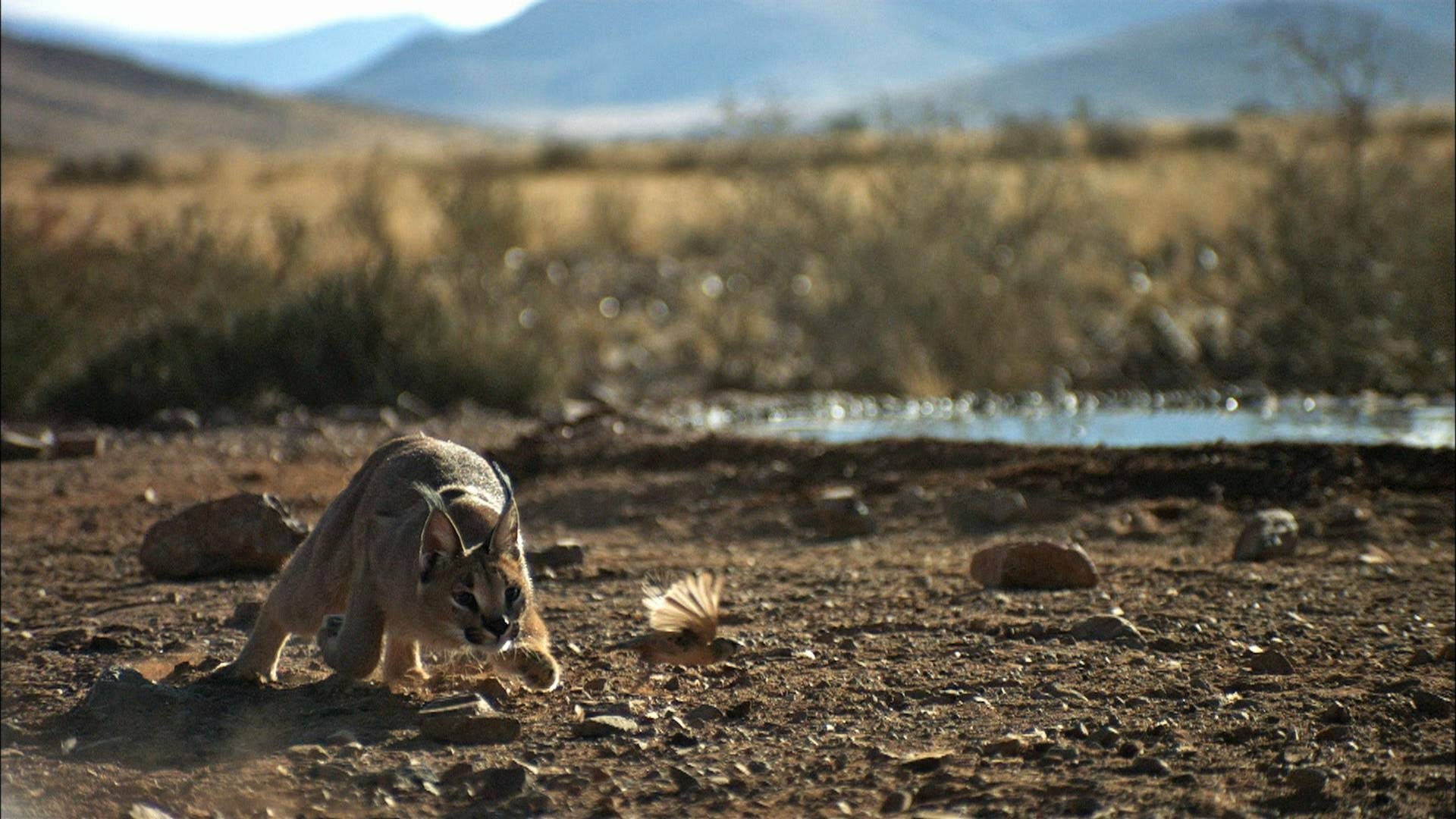 HD desktop wallpaper featuring a caracal crouching on dry ground in a natural landscape with mountains in the background.