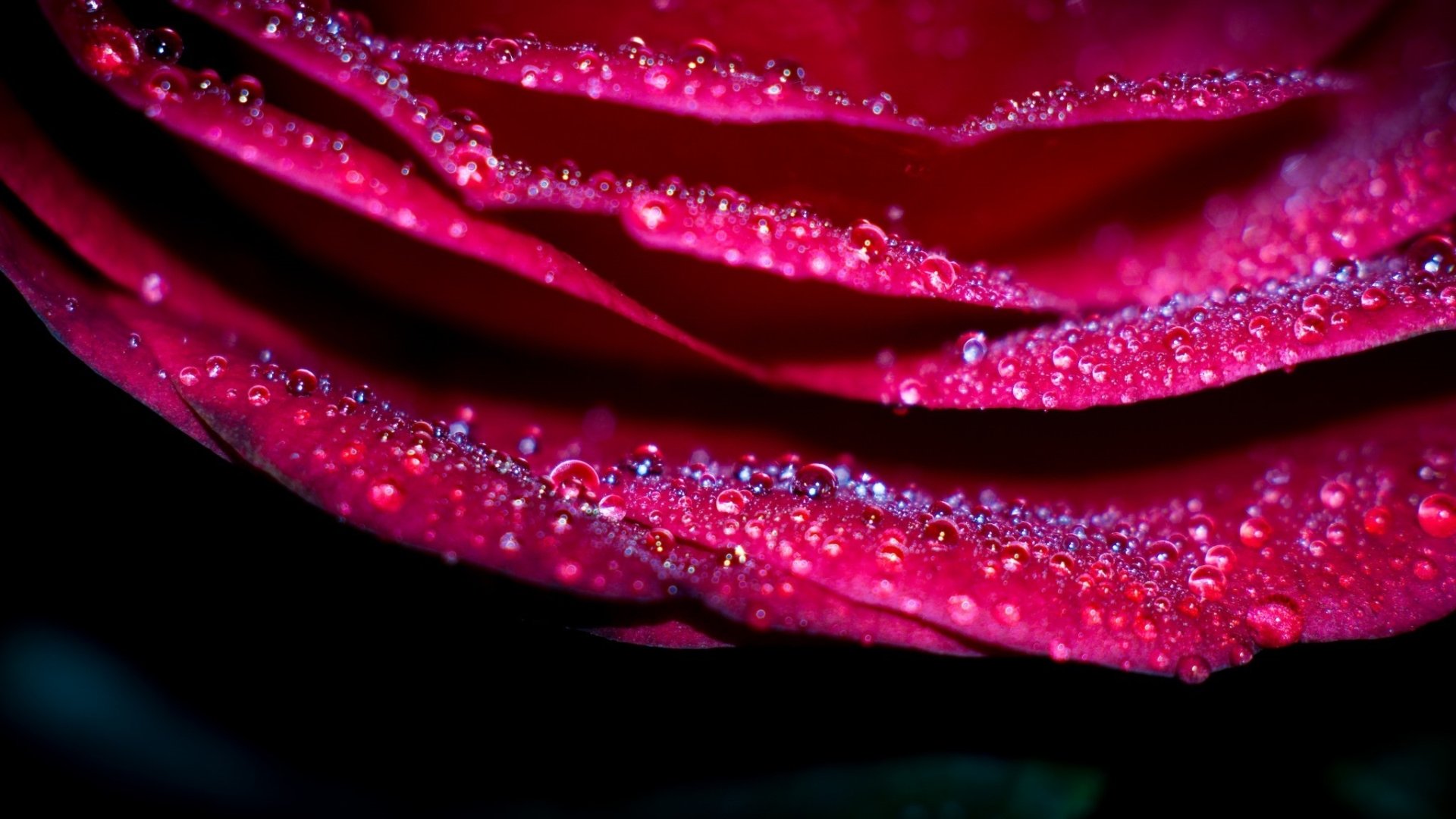 Download Nature Flower Pink Flower Macro Water Drop Rose HD Wallpaper ...