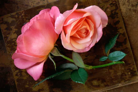 Close-up of two pink roses on a stem with green leaves, set against a rustic background. The high-definition image captures the delicate details, making it a beautiful desktop wallpaper.