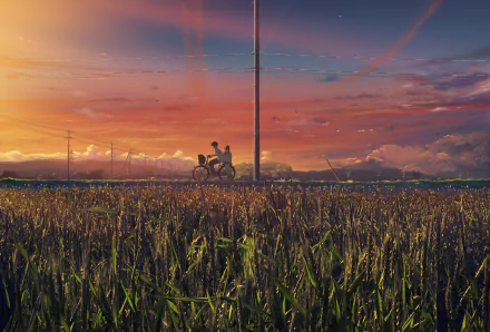 A stunning HD anime wallpaper depicting a serene sunset over a rice field, featuring a person riding a bicycle alongside a power pole, capturing a tranquil moment in nature.