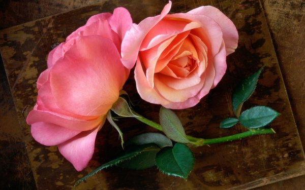 Earth Rose Flowers Pink Rose Close-Up Stem HD Wallpaper | Background Image