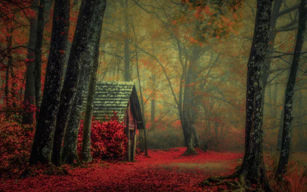 HD PC desktop wallpaper background: foggy red autumn forest with tall trees and a small man-made wooden cabin nestled among crimson leaves.