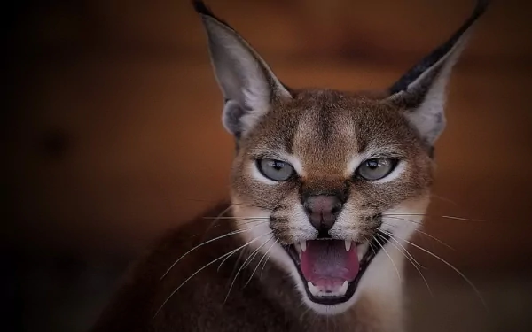 Close-up HD desktop wallpaper of a caracal with mouth open, showcasing its sharp teeth and tufted ears against a blurred brown background.