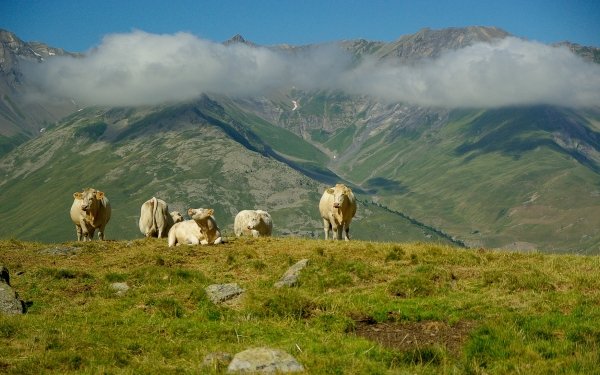 Animal Cow Cattle Mountain Cloud Landscape Pasture Herd HD Wallpaper | Background Image