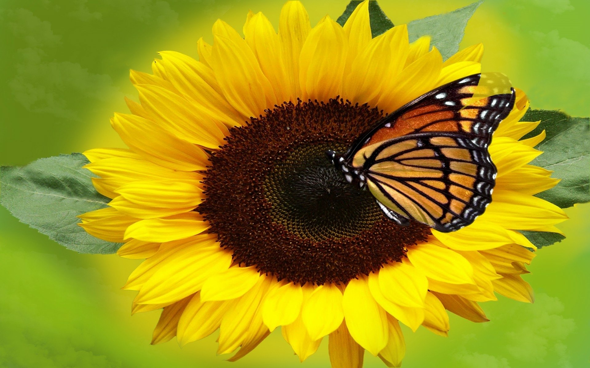 Butterfly on Sunflower