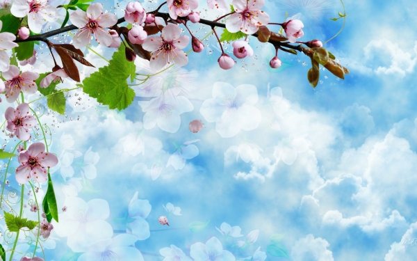 Artistic Spring Cherry Blossom Blossom Sky Blue Pink Flower Branch HD Wallpaper | Background Image