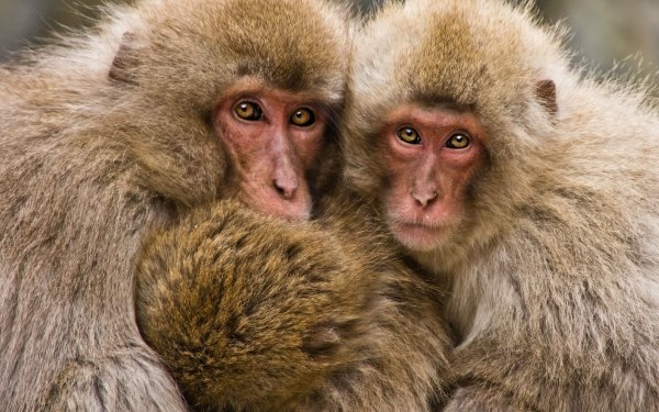 Animal Japanese Macaque Monkeys Snow Monkey HD Wallpaper | Background Image