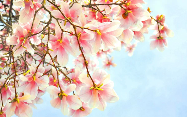 Close-up of pink magnolia blossoms on tree branches against a soft blue sky, captured in HD for a vibrant desktop wallpaper and natural background.