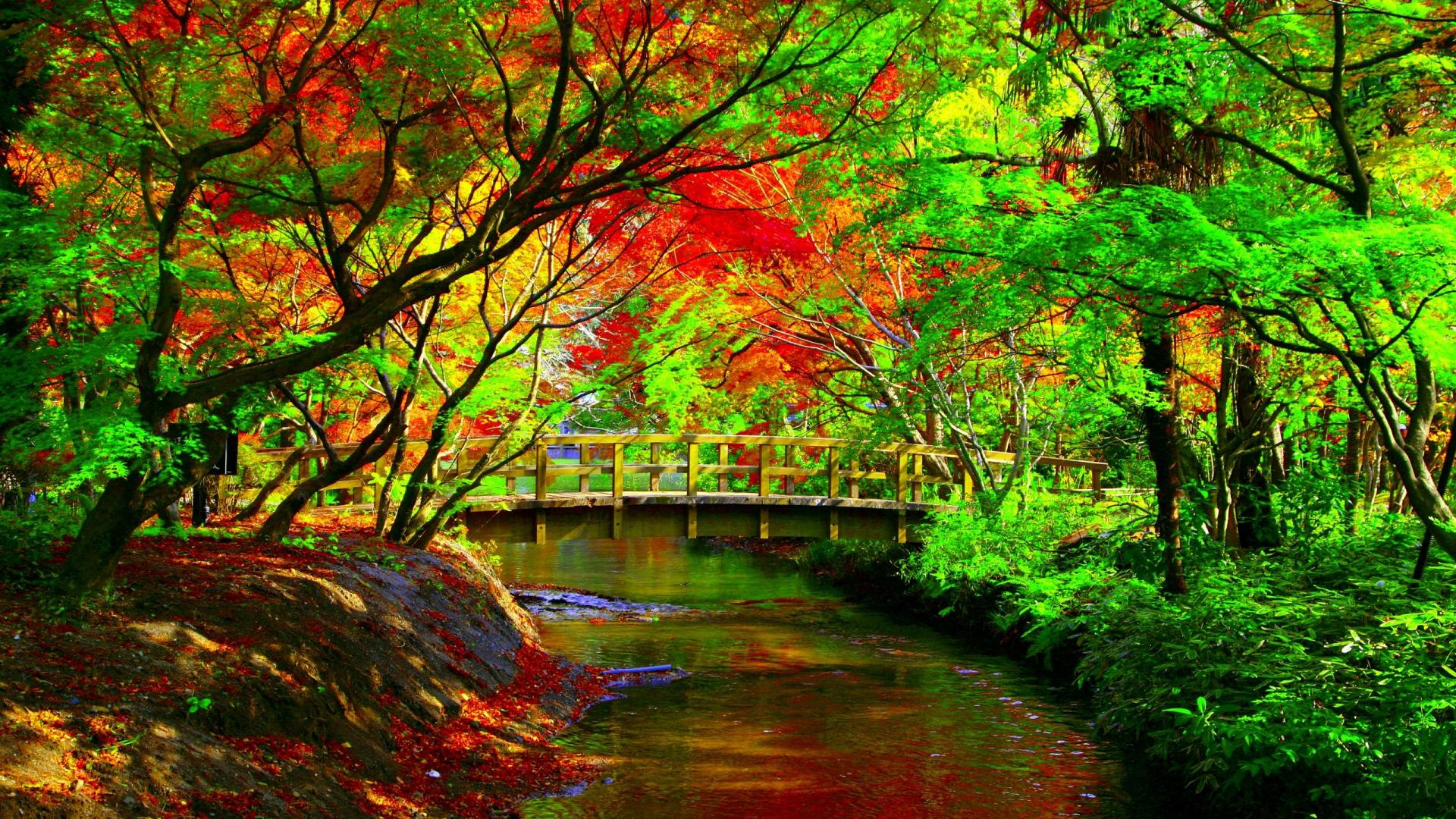 Bridge In Autumn Park Hd Wallpaper Background Image 1920x1080