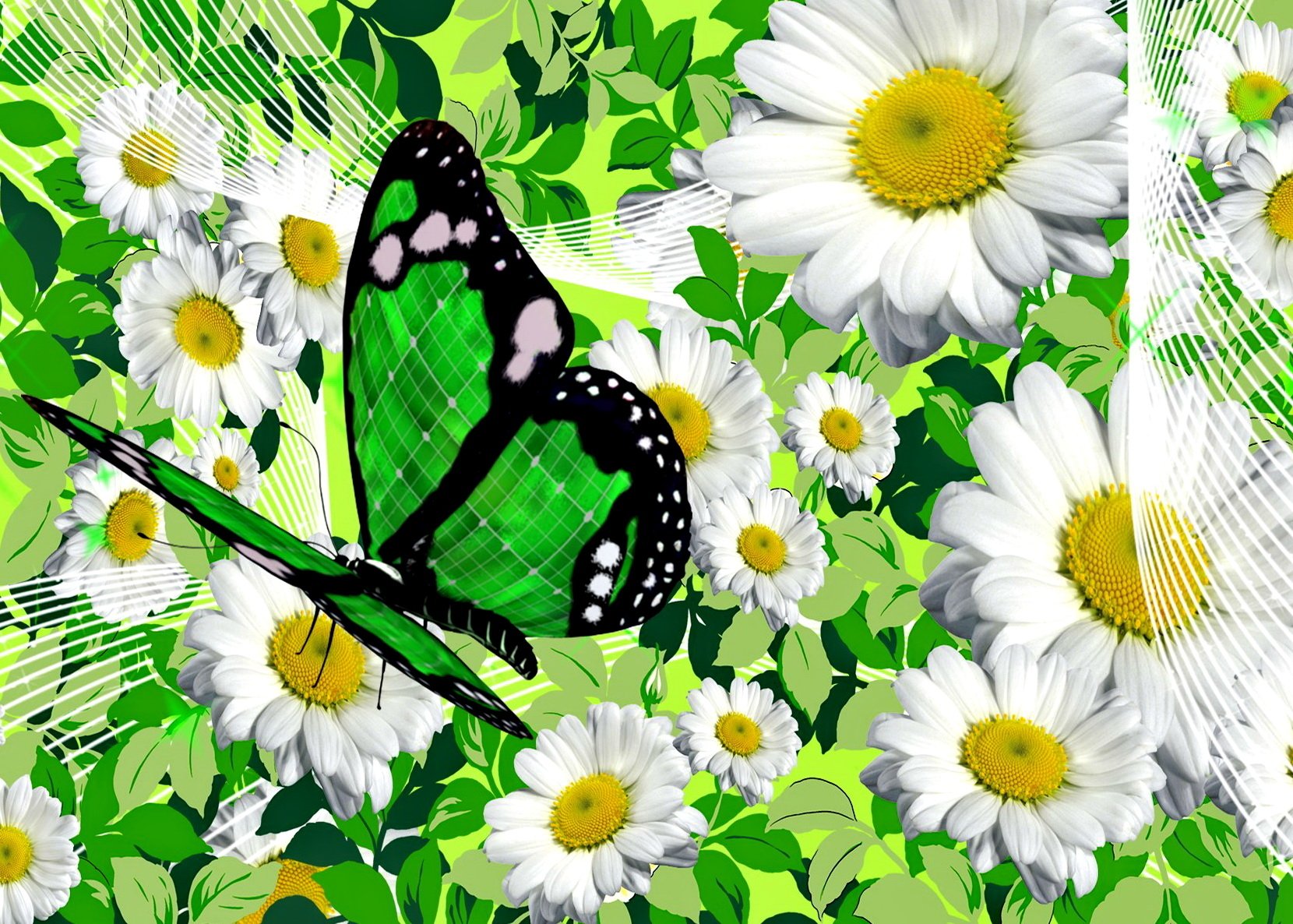 Download White Flower Butterfly Camomile Flower Artistic Spring Wallpaper