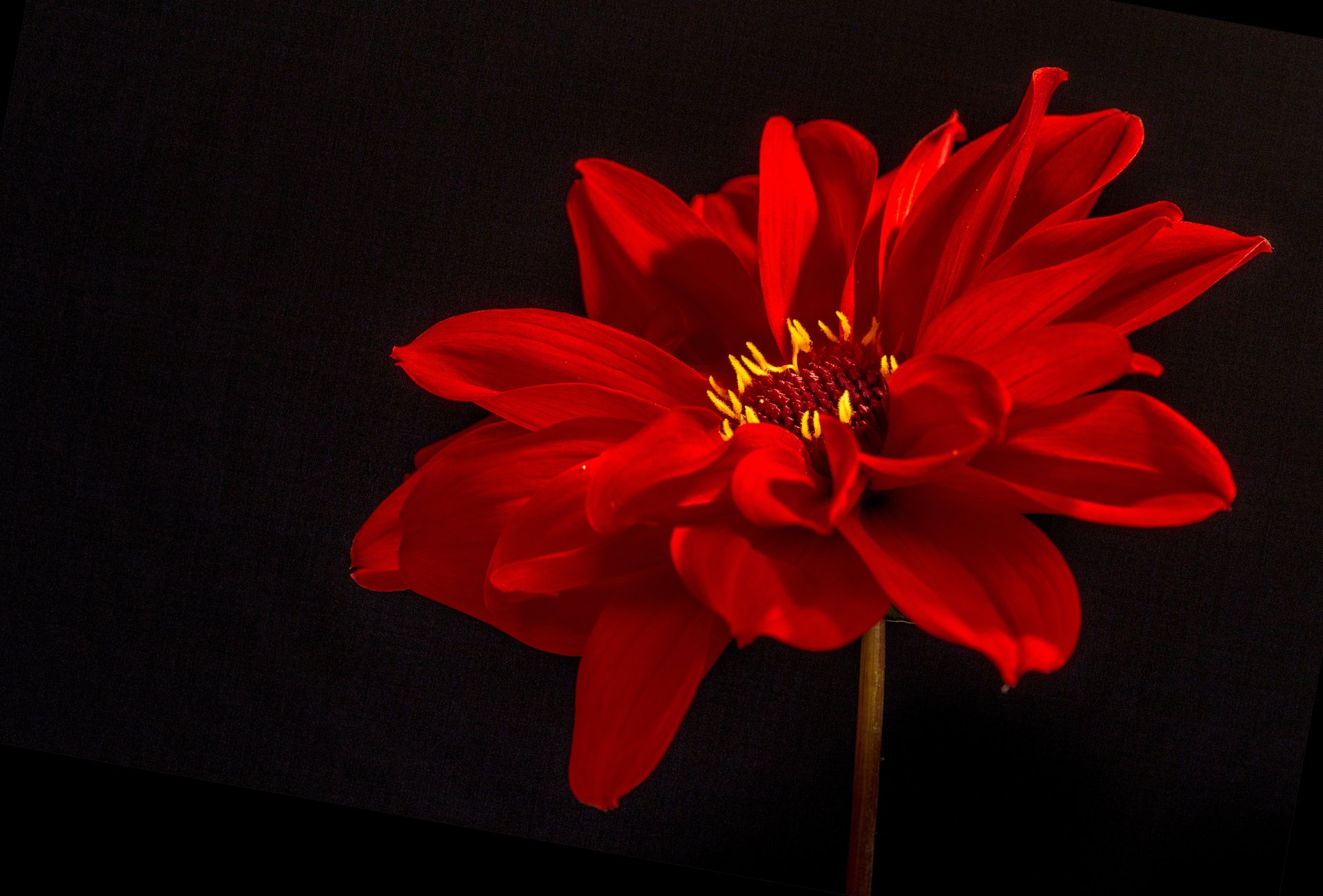 Macro shot of a vibrant red dahlia flower against a dark background, captured in stunning 4K Ultra HD quality for a striking nature desktop wallpaper.