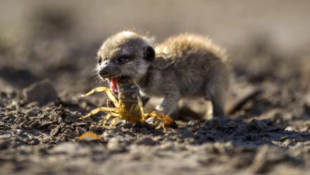 meerkat TV Show Life Story HD Desktop Wallpaper | Background Image