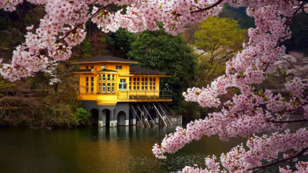 A serene scene of a yellow house by a river, framed by delicate pink cherry blossoms, capturing the beauty of spring in Japan. A tranquil backdrop for any desktop.