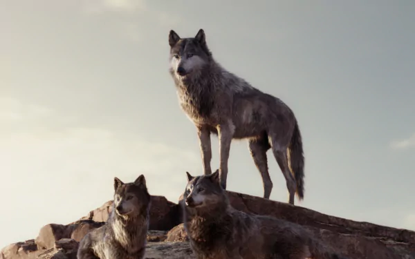 Three wolves stand on rocky terrain, showcasing a scene from the movie *The Jungle Book* (2016). This HD wallpaper captures their majestic presence in nature.