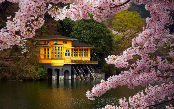 A serene scene of a yellow house by a river, framed by delicate pink cherry blossoms, capturing the beauty of spring in Japan. A tranquil backdrop for any desktop.