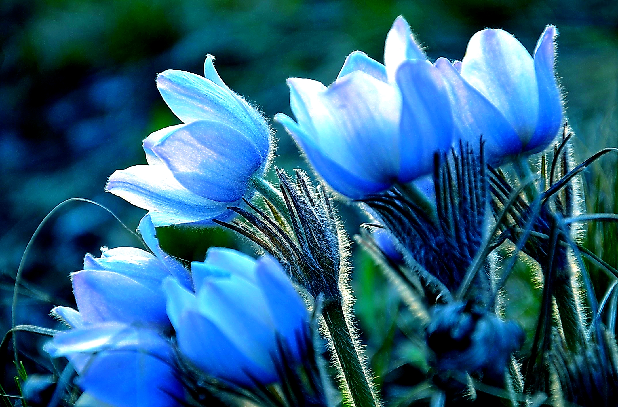 Blue Flowers HD Wallpaper | Background Image | 2147x1413