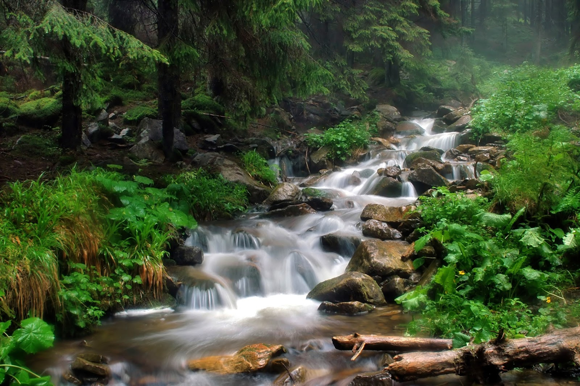 Download Tree Green Forest Nature Stream HD Wallpaper