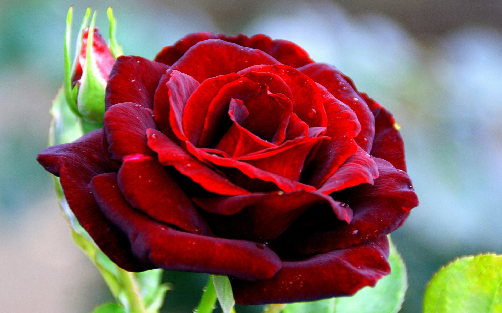 2560x1600 Red Rose Wallpaper Background Image. 
