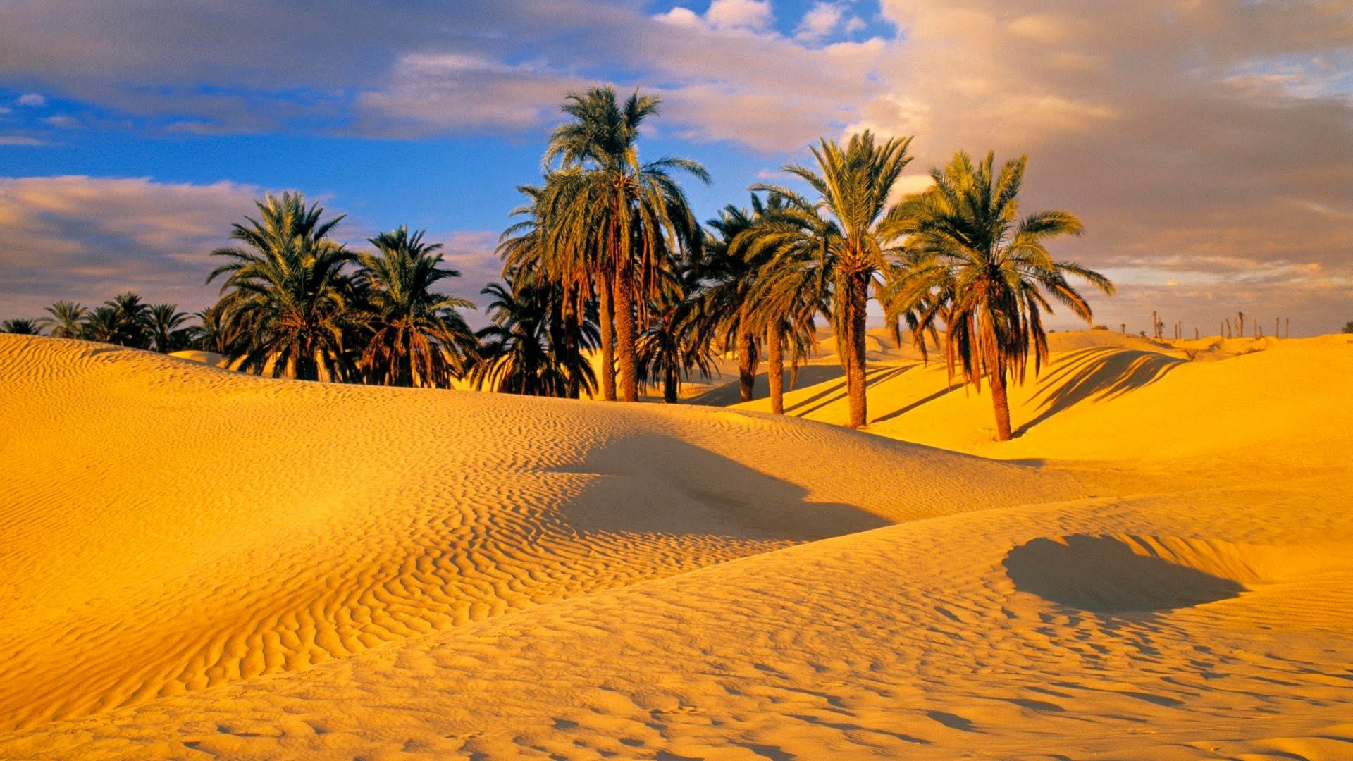 Serene Desert Oasis HD Wallpaper Of Sand Dunes And Palm Trees 