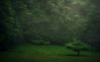 83 Dark Green HD Wallpapers | Background Images - Wallpaper Abyss