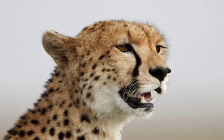 close-up fangs Animal cheetah HD Desktop Wallpaper | Background Image