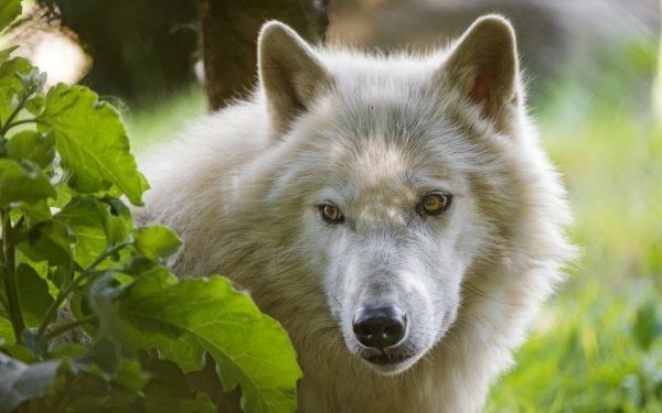 Animal Wolf Wolves White Wolf Close-Up HD Wallpaper | Background Image