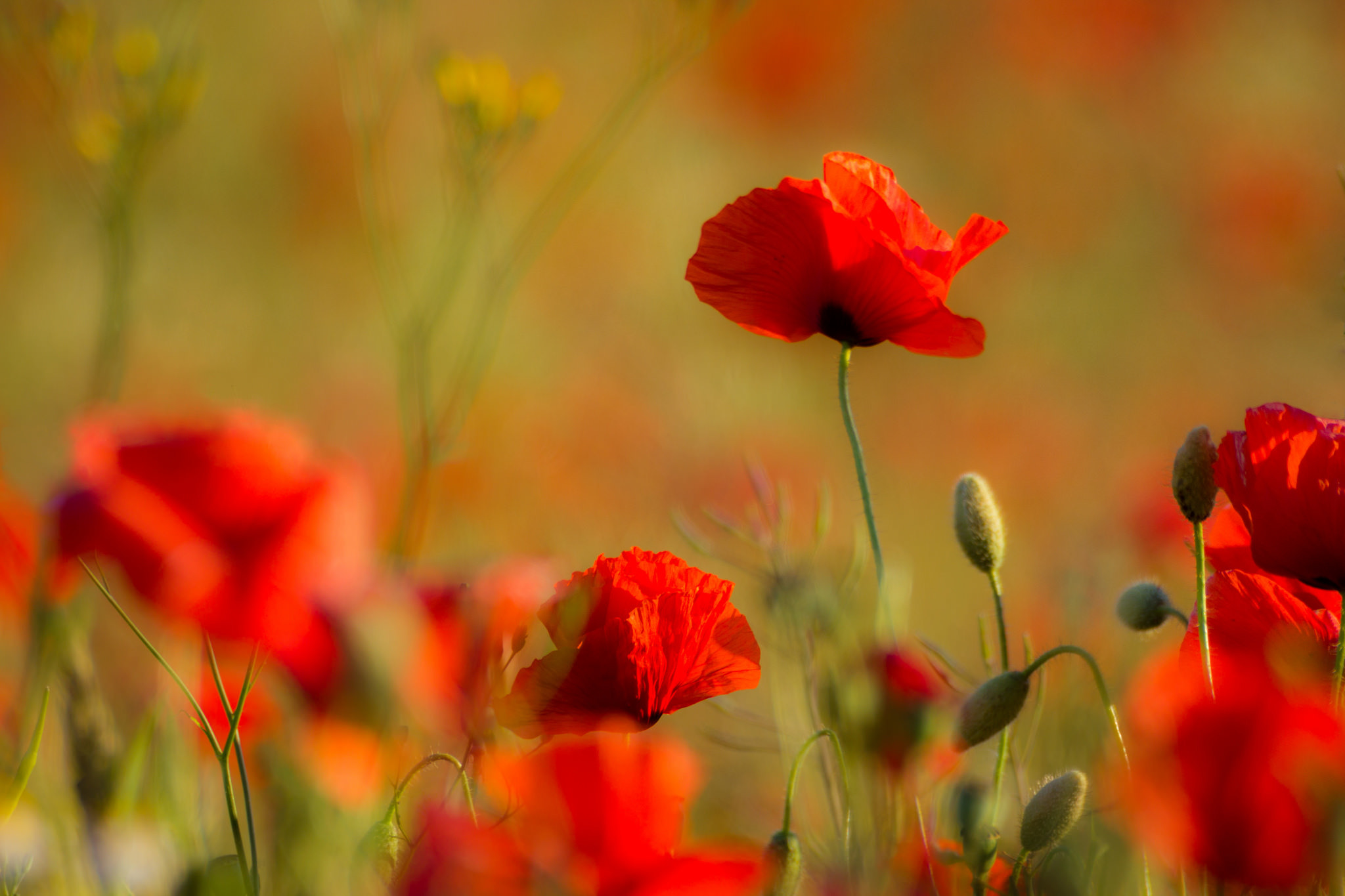 Download Meadow Nature Blur Red Flower Flower Poppy HD Wallpaper