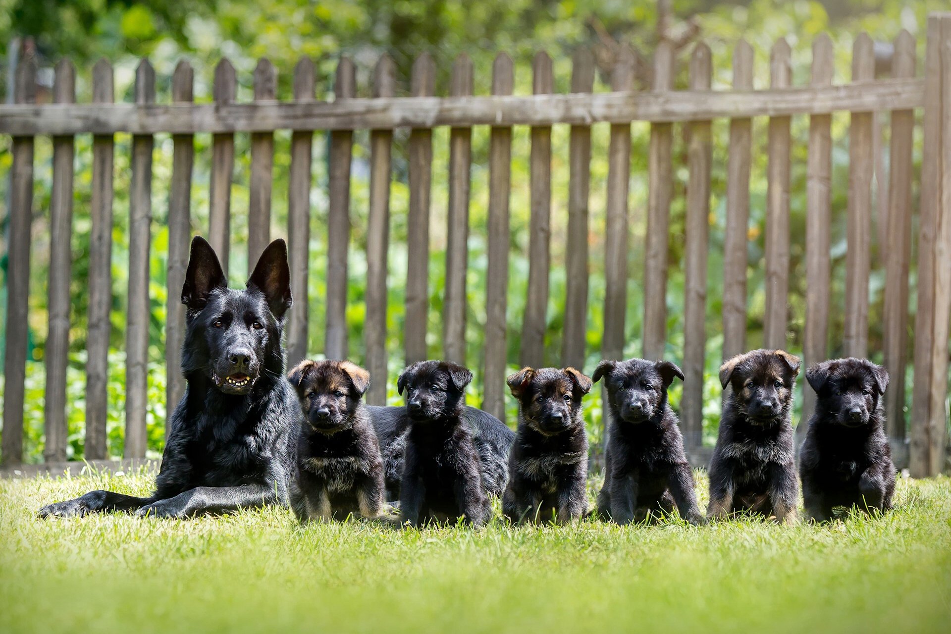 A German Shepherd mother sits proudly with her six playful puppies against a wooden fence, all surrounded by lush green grass, capturing a heartwarming moment in nature.