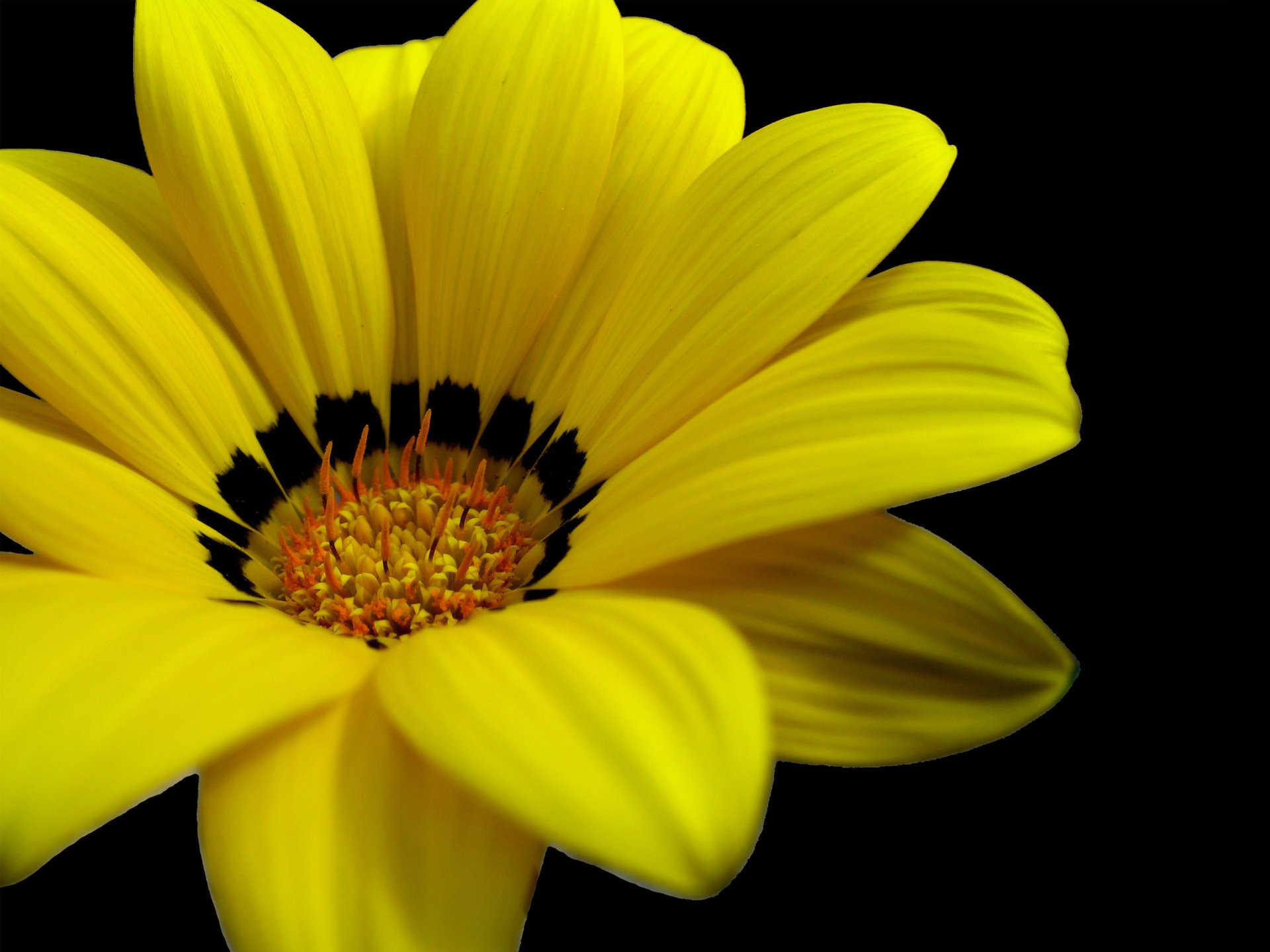 Download Yellow Flower Close-up Dahlia Daisy Nature Flower HD Wallpaper