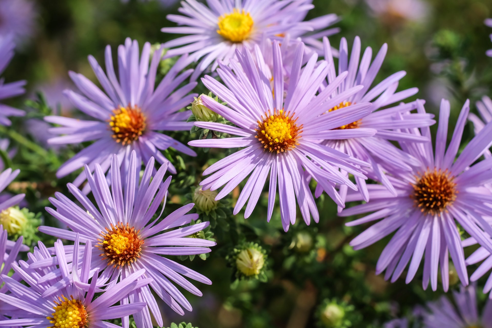 Download Purple Flower Flower Nature Daisy 4k Ultra HD Wallpaper ...