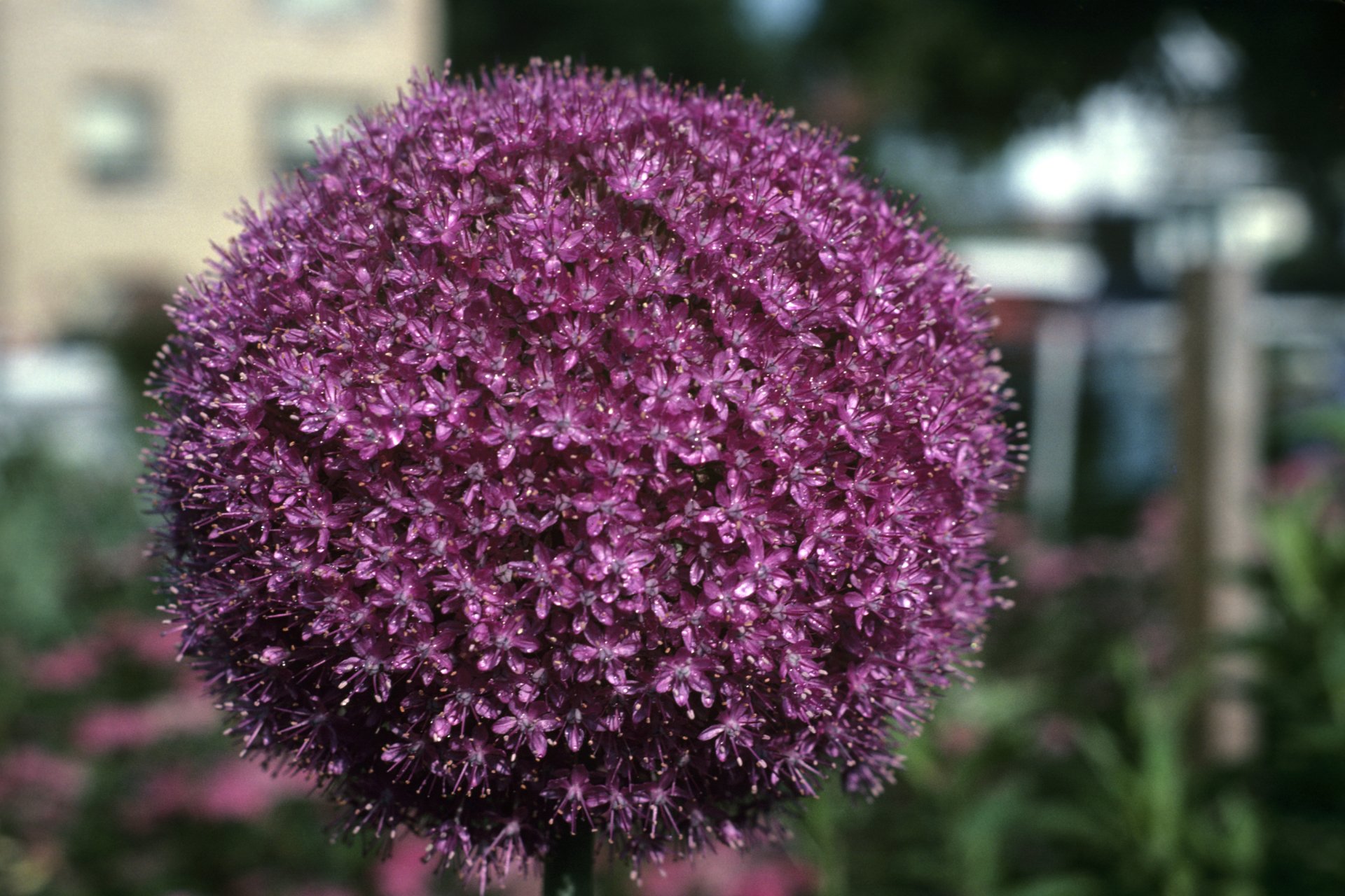 Macro of a pink allium flower head with blur bokeh background, nature close-up — 2K Quad HD PC desktop wallpaper/background.