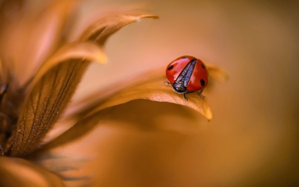 Animal Ladybug Macro Insect HD Wallpaper | Background Image