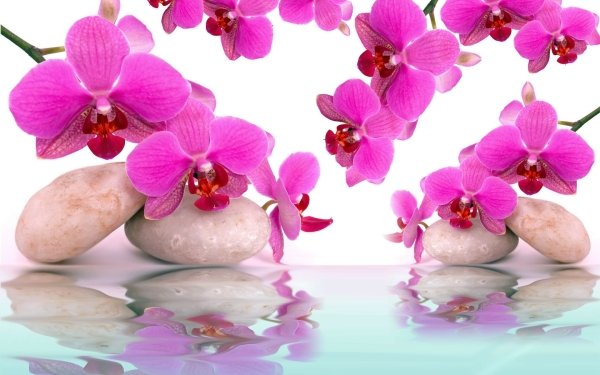 Nature Orchid Flowers Stone Reflection Flower Pink Flower HD Wallpaper | Background Image