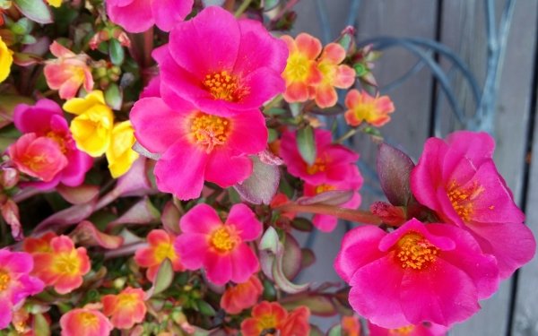 Nature Flower Flowers Close-Up Pink Flower HD Wallpaper | Background Image