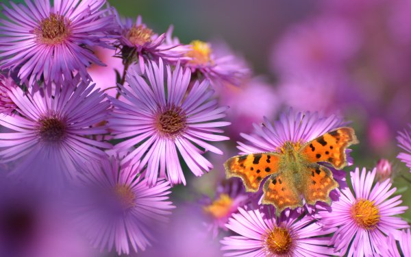 Animal Butterfly Daisy Nature Flower Pink Flower Blur HD Wallpaper | Background Image