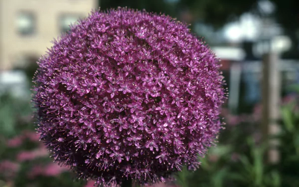 Macro of a pink allium flower head with blur bokeh background, nature close-up — 2K Quad HD PC desktop wallpaper/background.