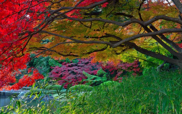 Man Made Japanese Garden Garden Fall Tree HD Wallpaper | Background Image