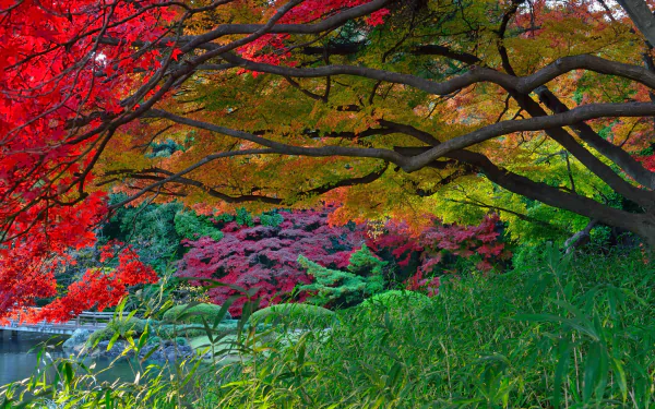 Vibrant fall foliage in a man-made Japanese garden with colorful trees and lush greenery, captured in a high-definition desktop wallpaper.
