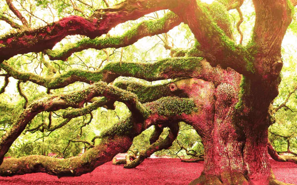 pink nature branch tree angel oak tree HD Desktop Wallpaper | Background Image
