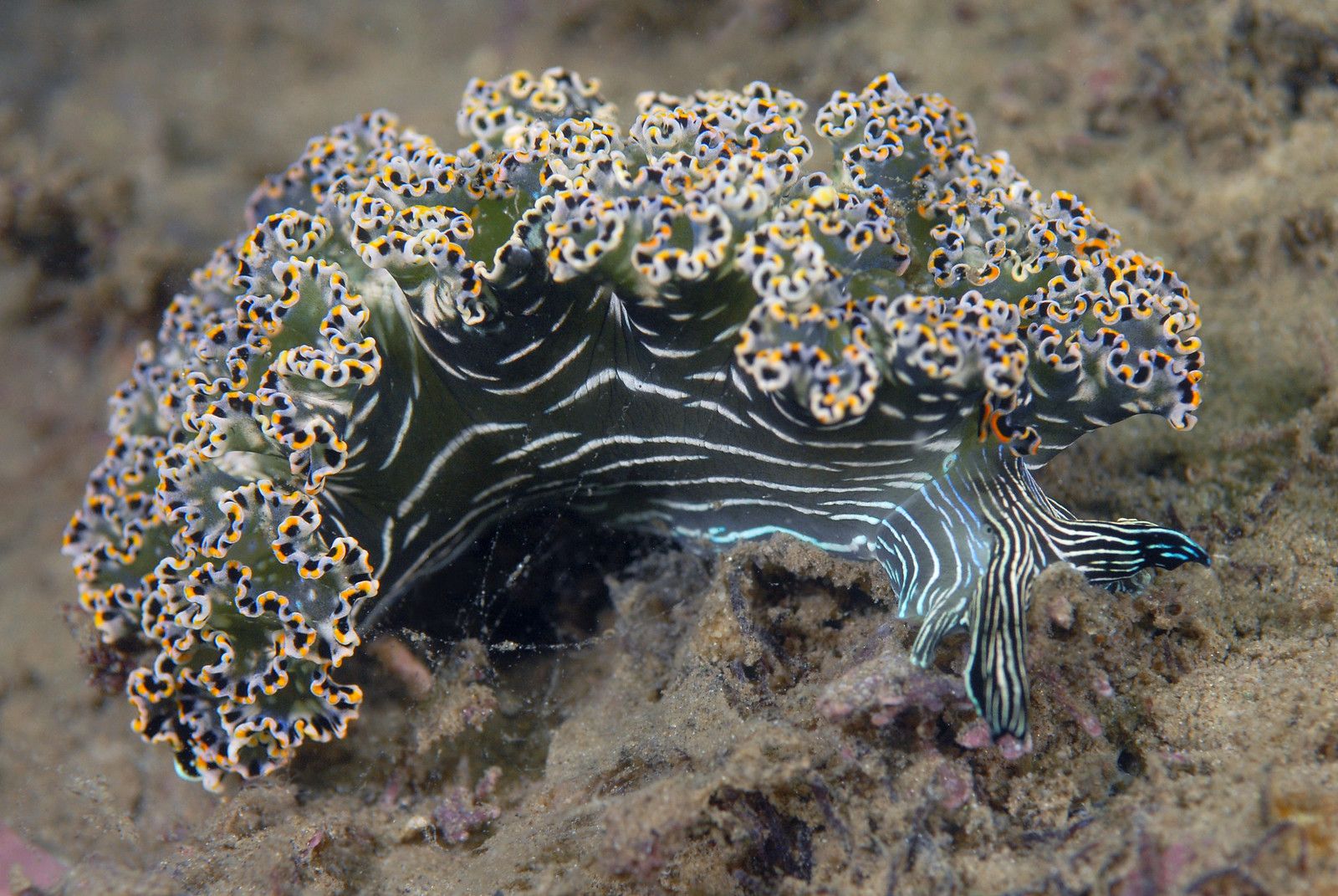 nudibranch seaslug Elys-diomedea by diverkevin
