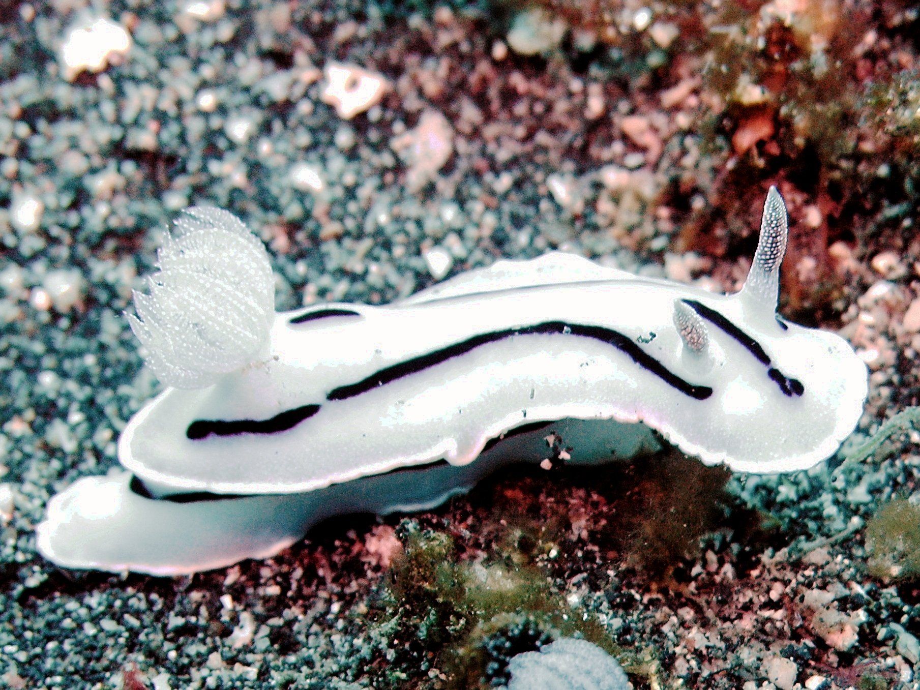 nudibranch seaslug Chromodoris_willani_Lembeh by Jens Petersen