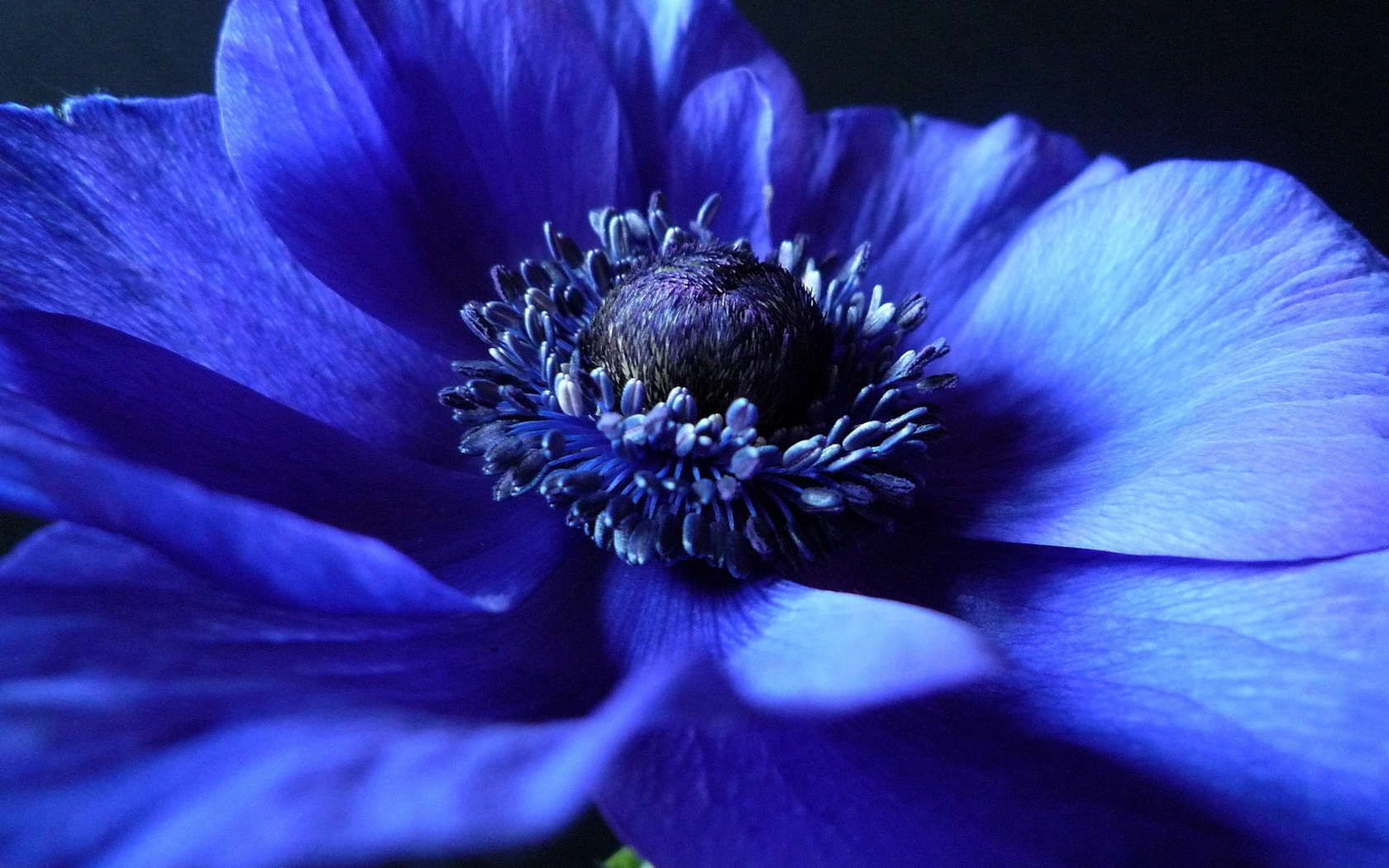 Anemone Wallpaper and Background Image | 1680x1050