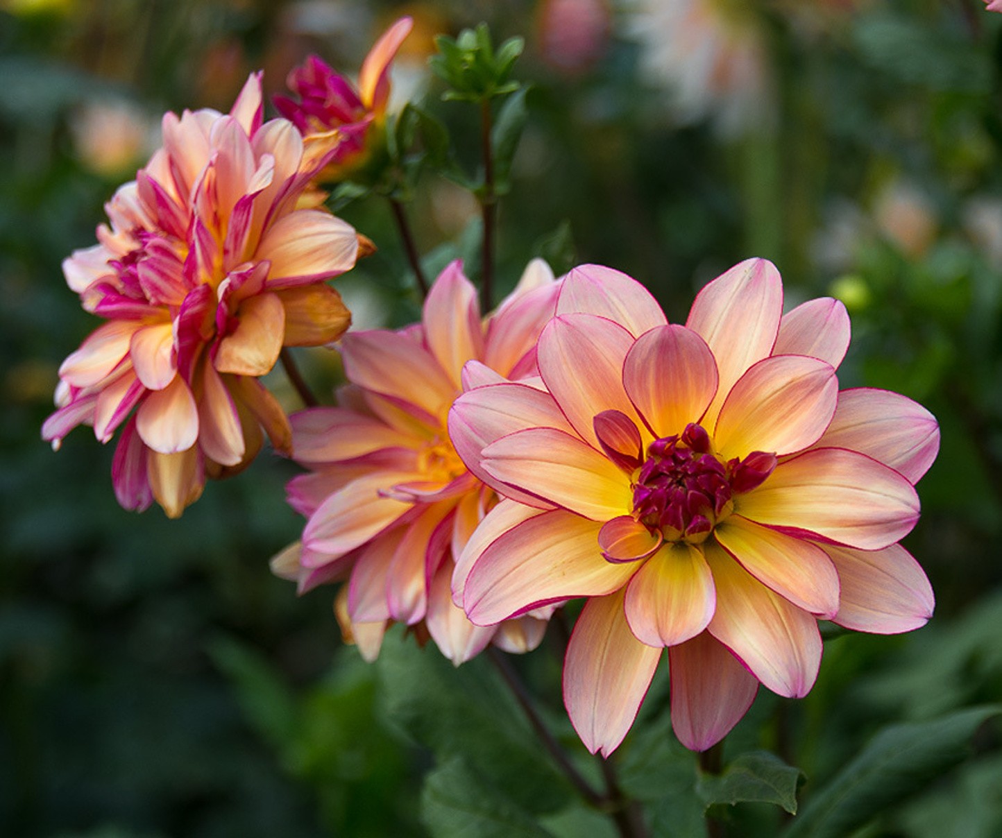 Pink Dahlias Wallpaper and Background Image 1444x1208