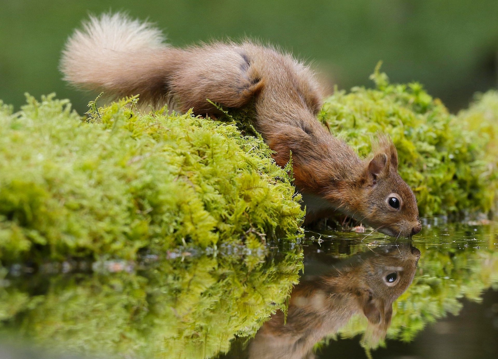 Squirrel’s Quiet Moment: Mossy Reflection by the Water’s Edge – HD ...
