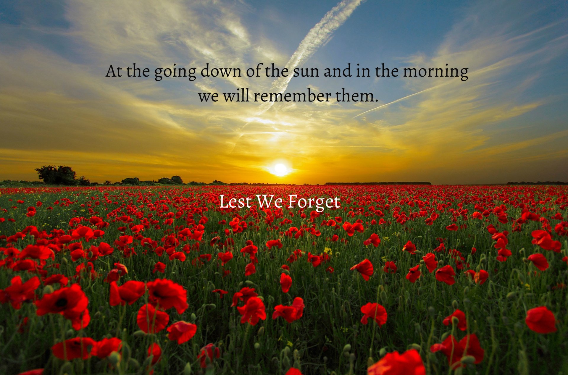 remembrance poppy black background