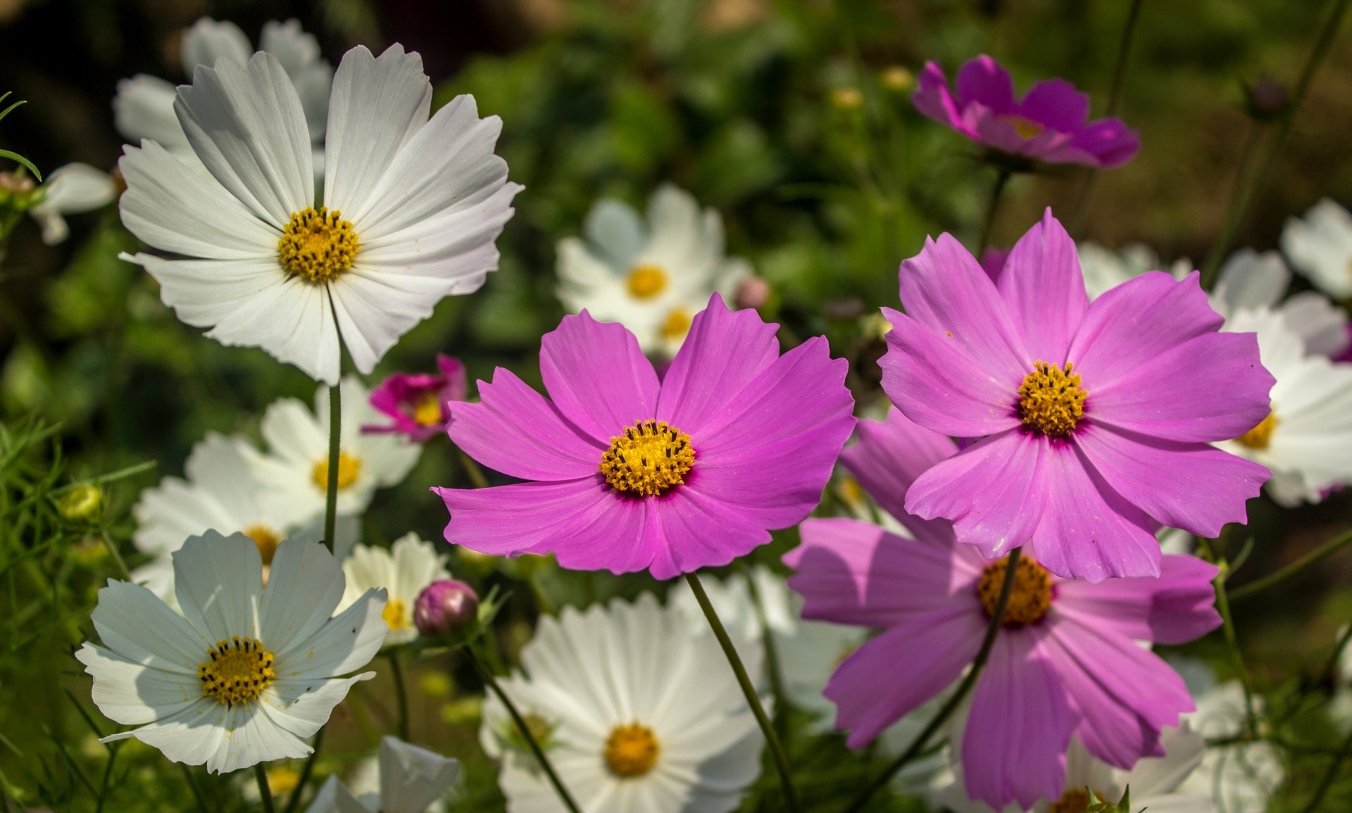 Download White Flower Pink Flower Close-up Flower Nature Cosmos 4k