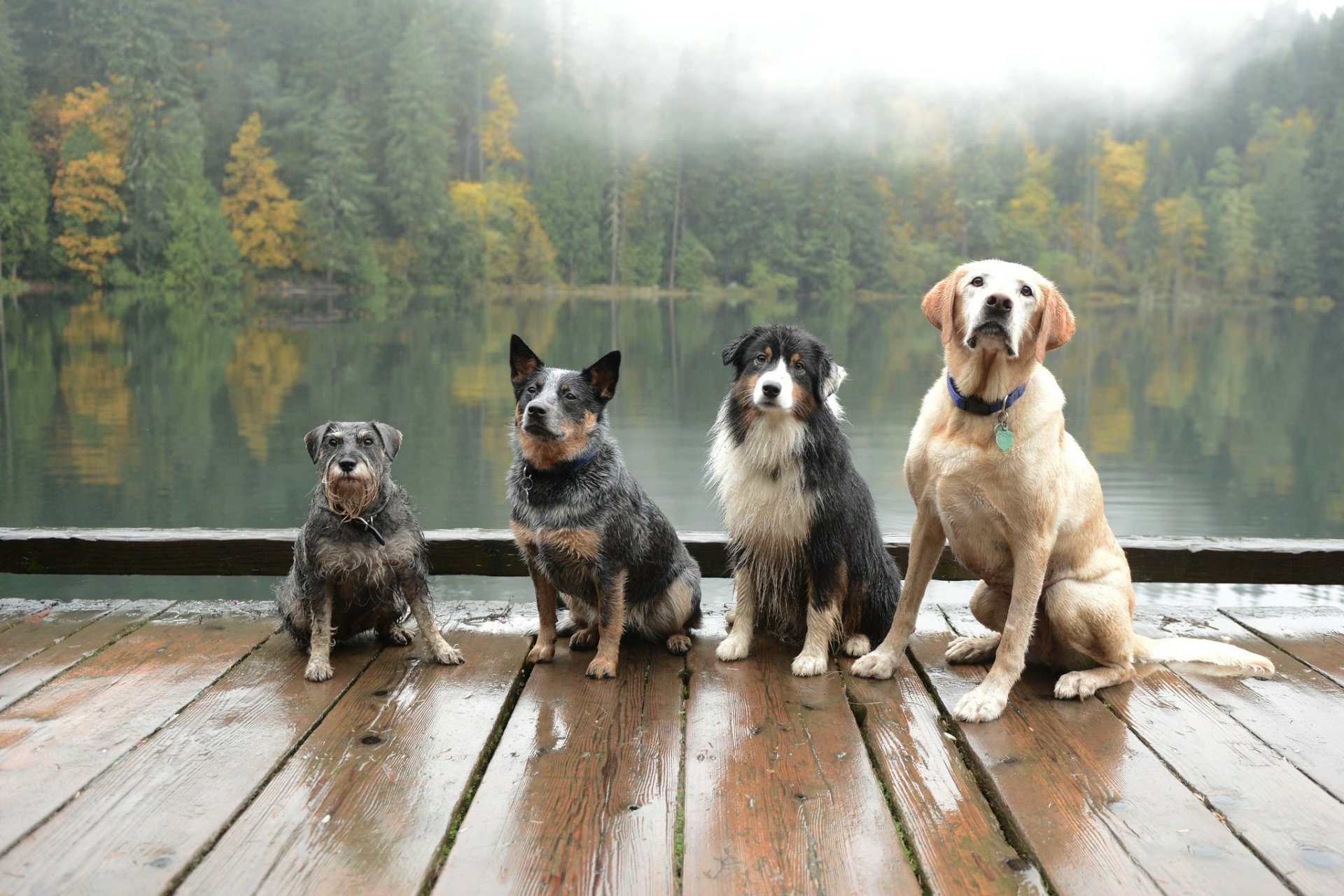Four dogs including a Labrador Retriever and Australian Cattle Dog sit on a foggy dock by a lake in a forest, captured in an HD PC desktop wallpaper background.