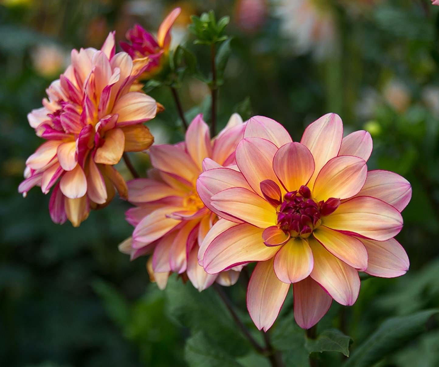 Download Close-up Flower Nature Dahlia Wallpaper