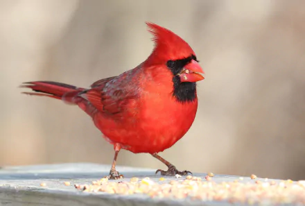 Close-up HD desktop wallpaper of a vibrant northern cardinal bird with vivid red plumage against a soft, blurred natural background.